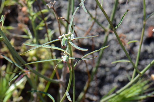 Beetle Spurge plants have erect stems with ascending branching. Plants are hairy of glabrous depending on age and other conditions. Foliage may be dark in color and variable from greenish, reddish or purplish. Euphorbia eriantha